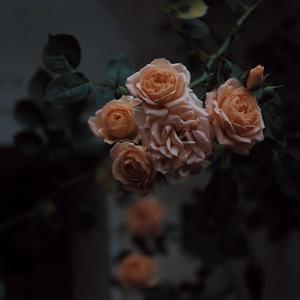 日本三级片黄色射精官
